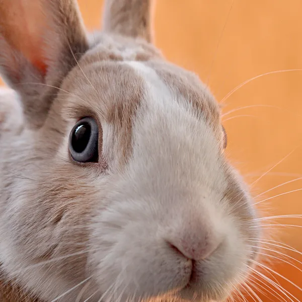 Why are billions still being invested in places Kiwis want to avoid?